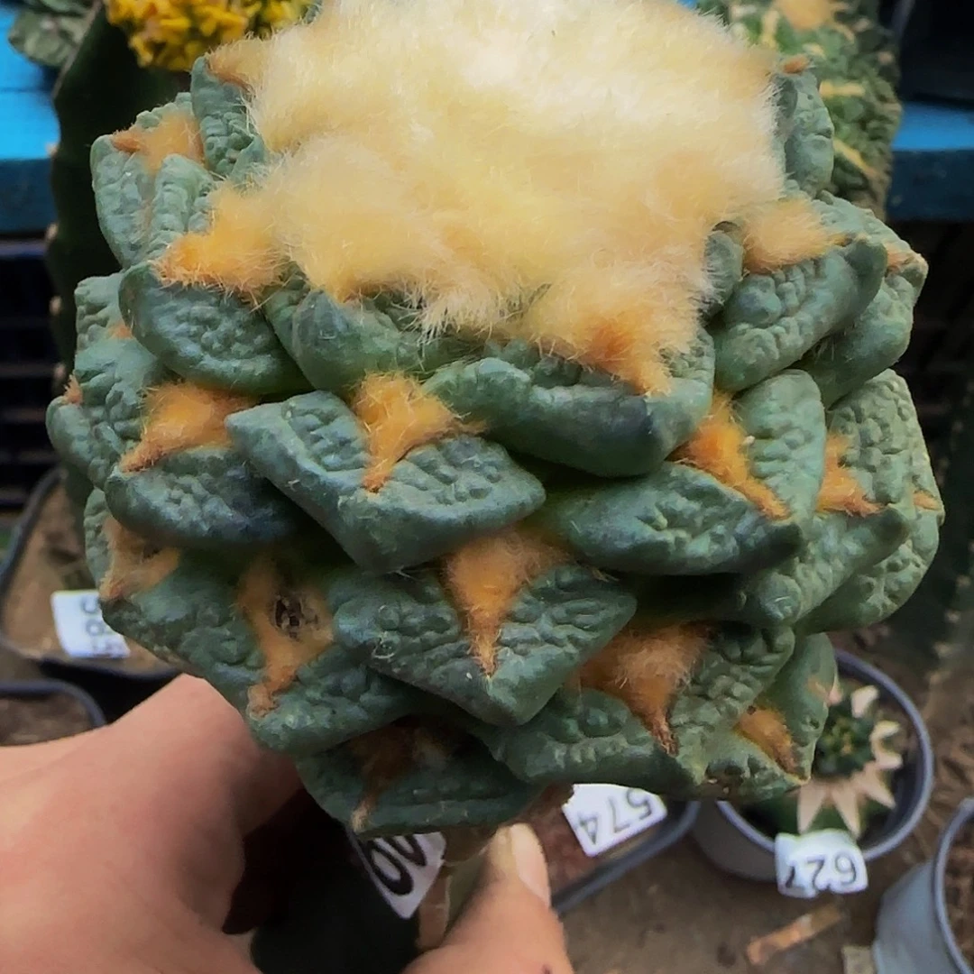 蓝皮龟甲919仙人球