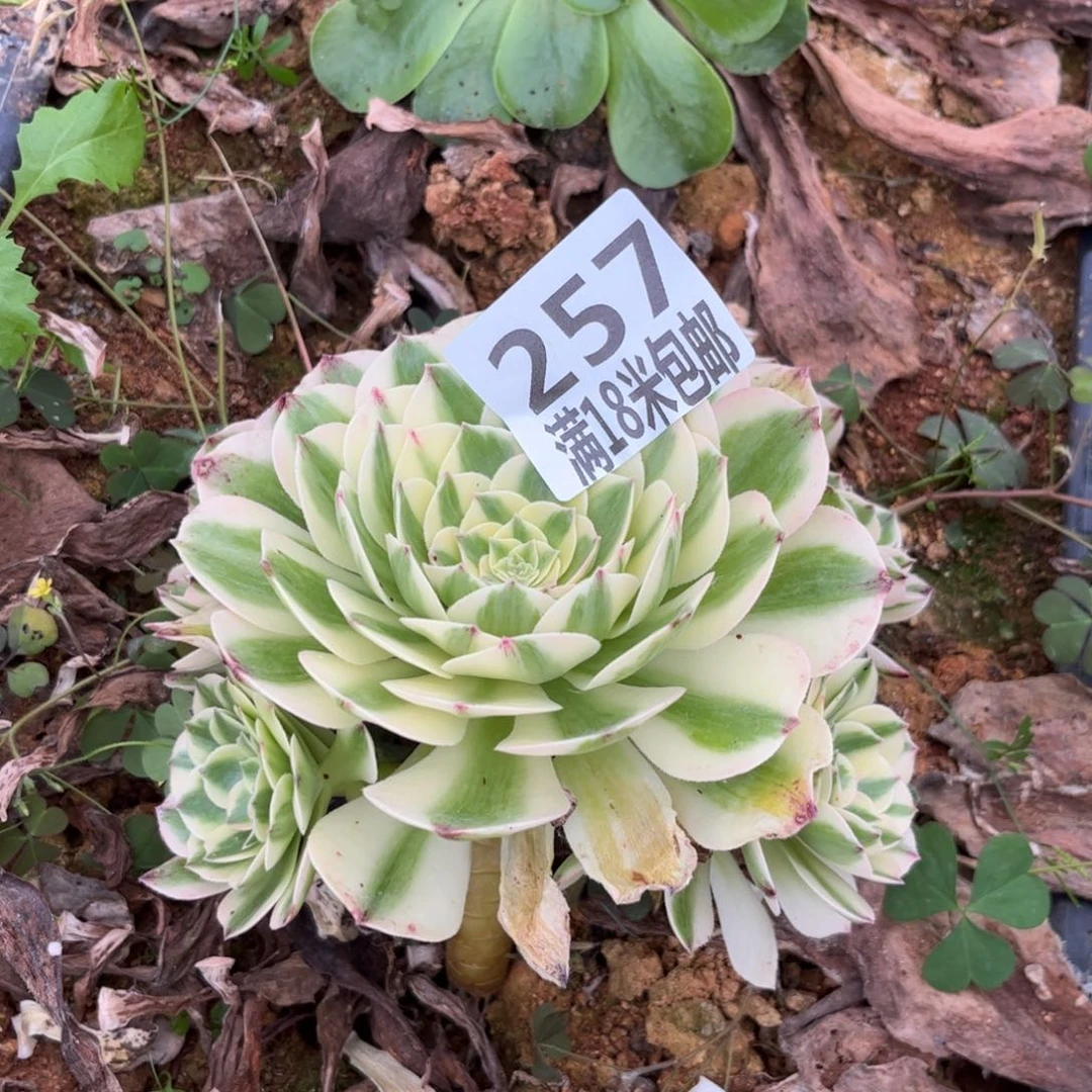 257云南多肉伊丽莎白无根