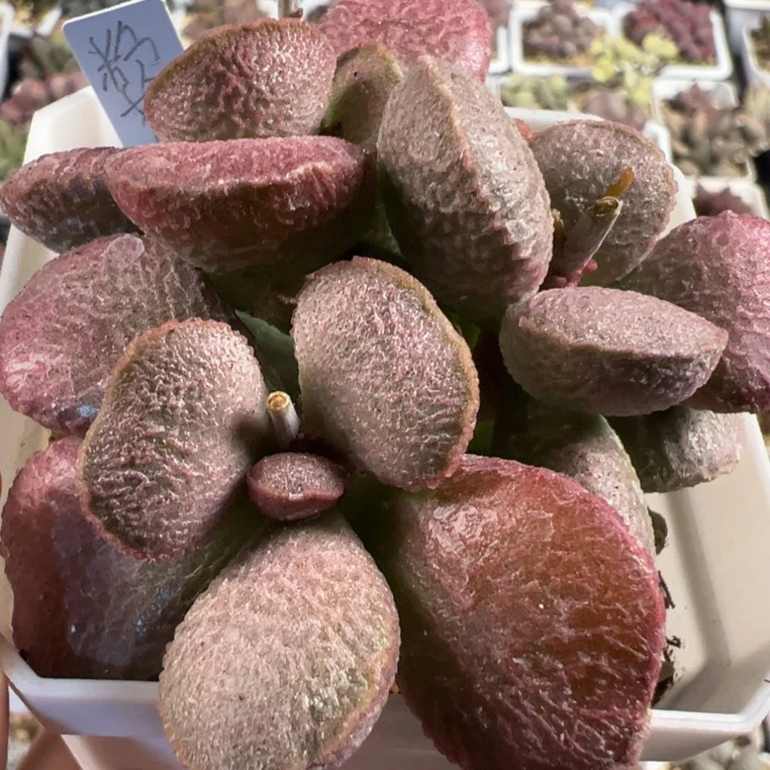 满盆粉姬多头纯木质桩多肉植物