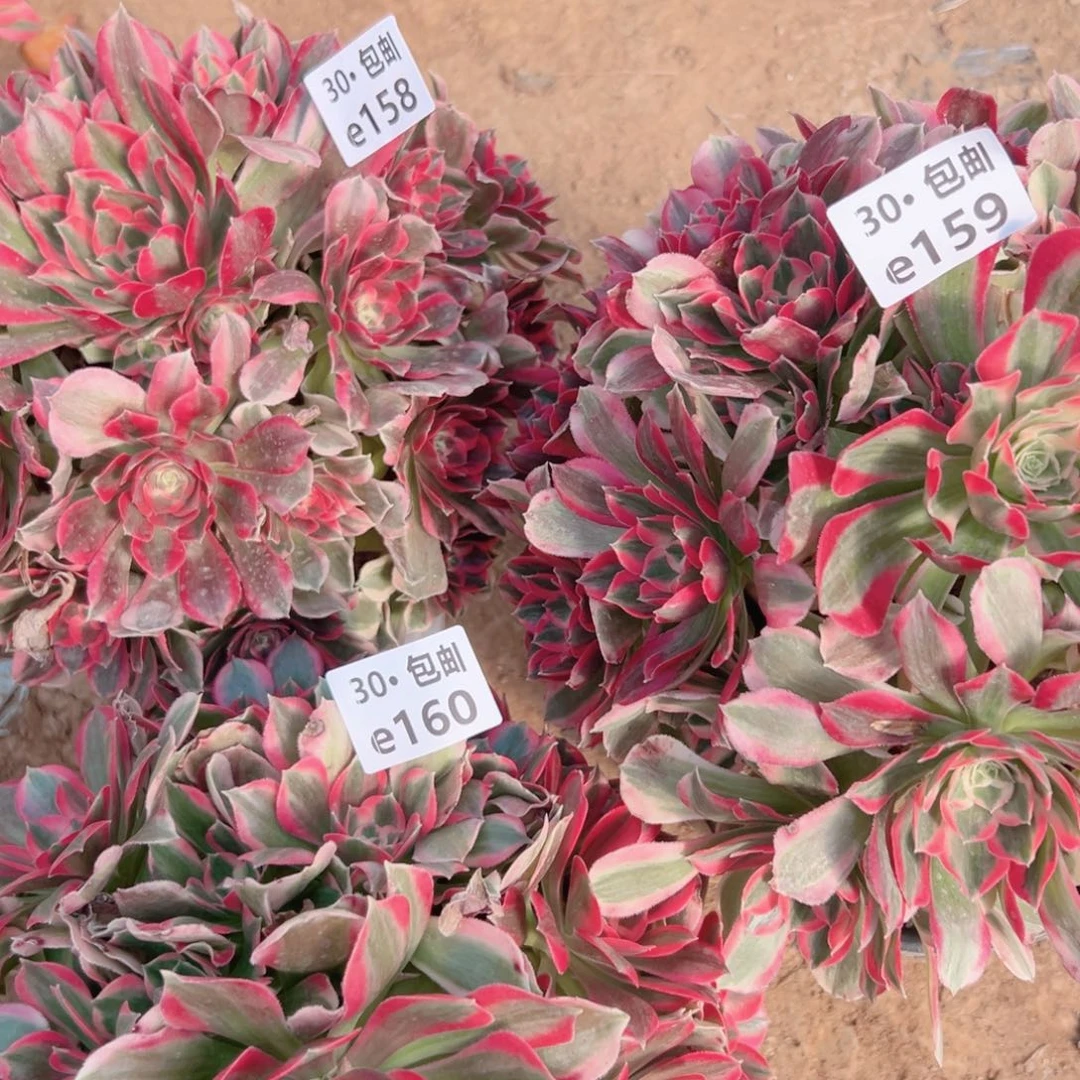 一**缘3颗多肉法师妖月