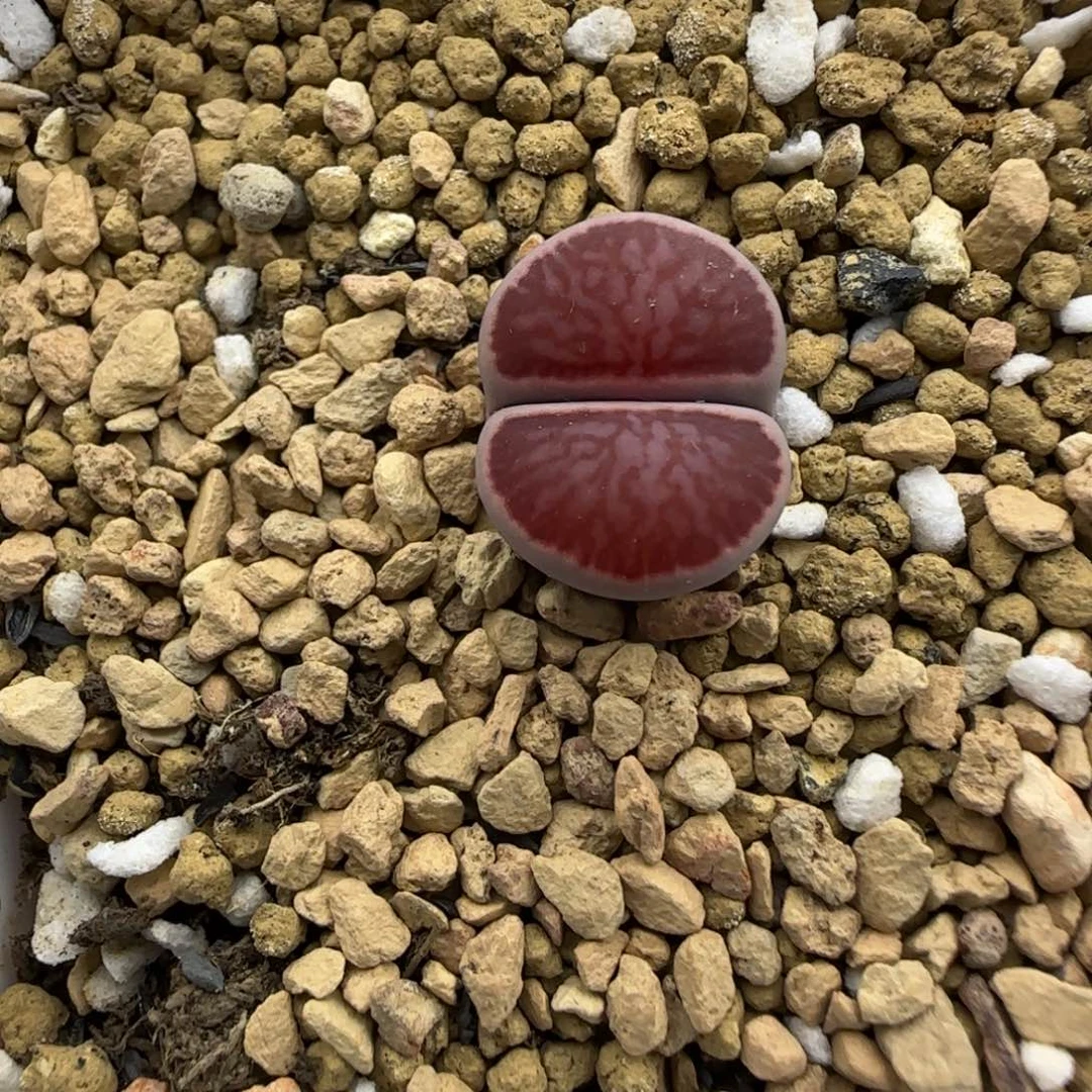 紫菊大棚直播30包邮