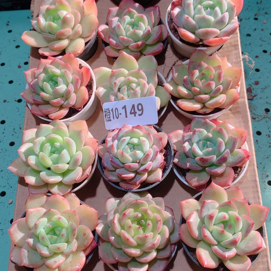10-149一物一拍多肉带盆18颗
