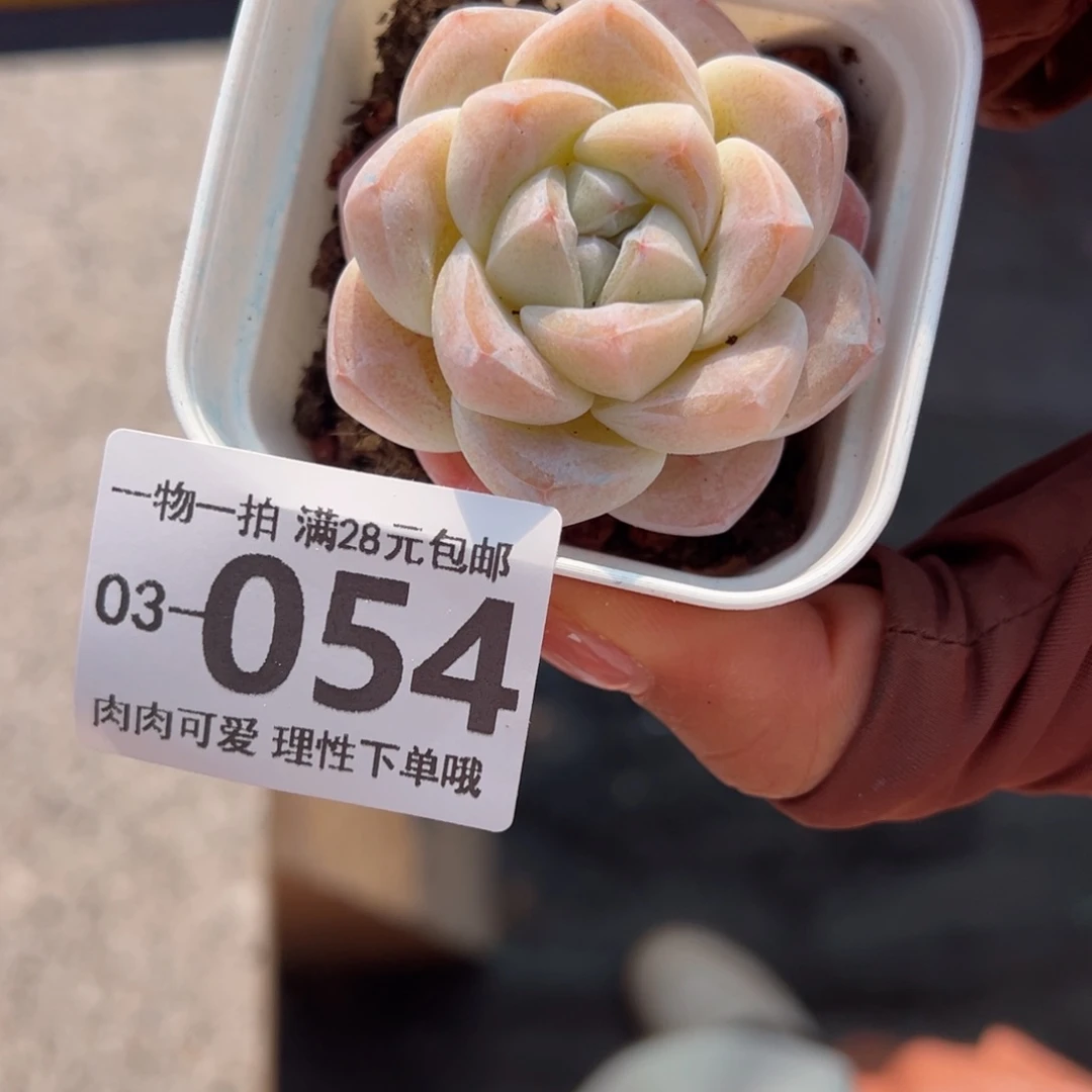 冰玉，多肉多肉多肉多肉