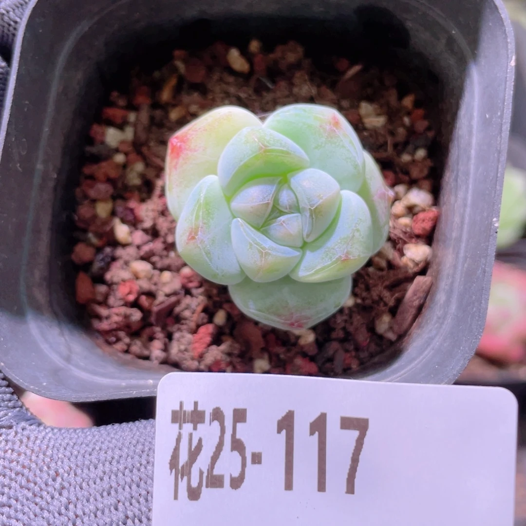 花利美25-117糖心冰玉