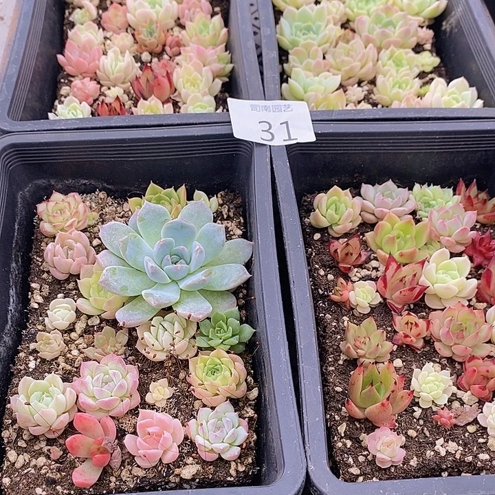 31 多肉植物盆栽花卉
