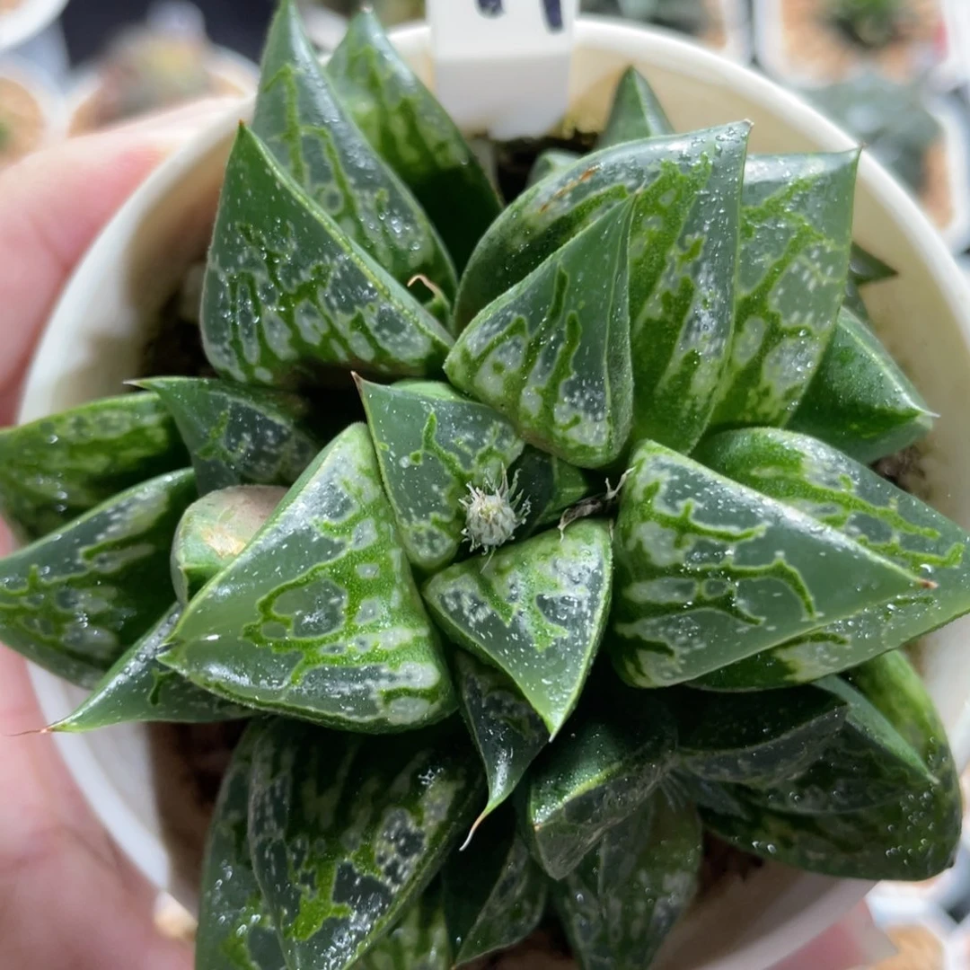 41旋转木马群。