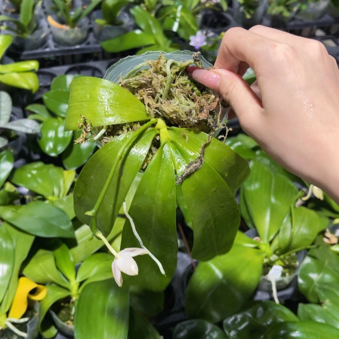 无花朵蝴蝶兰原生