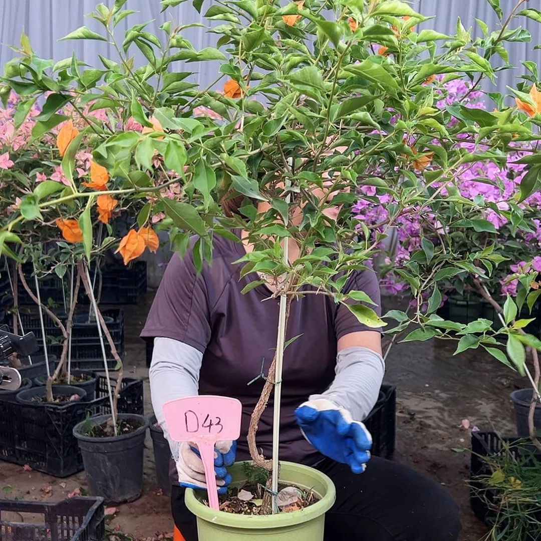 朵***贝大部分花苞少量开放D43橙桑巴