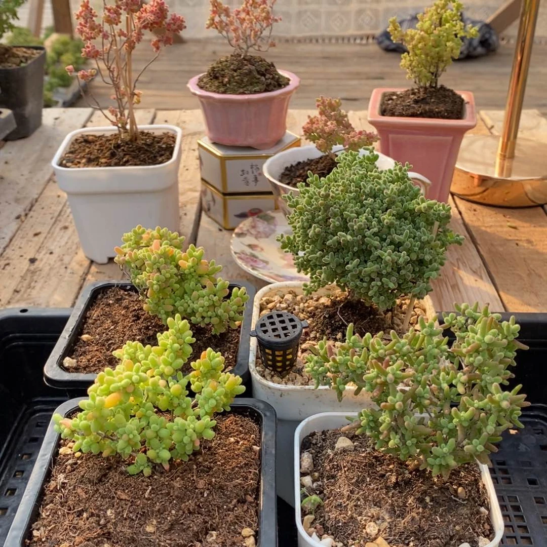 枝干番杏多肉植物280