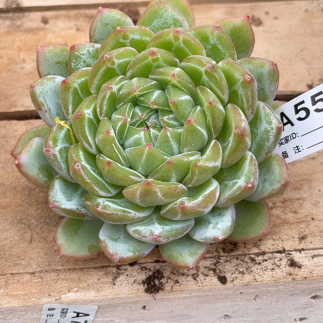 若如东云单拍A550