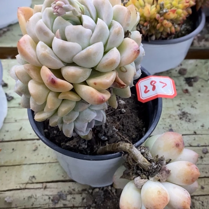 用****0一物一拍奶油美人多肉287