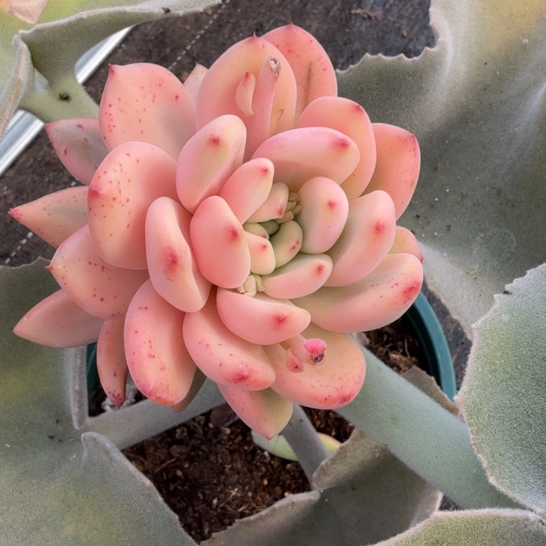 ****虫绿芒果锦锦上园艺一物一拍