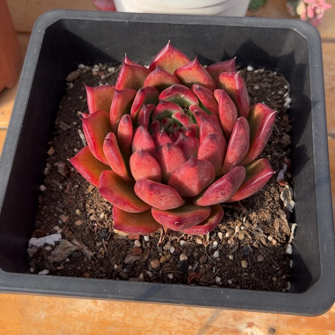 多肉弗兰克【非偏远地区满18包邮】