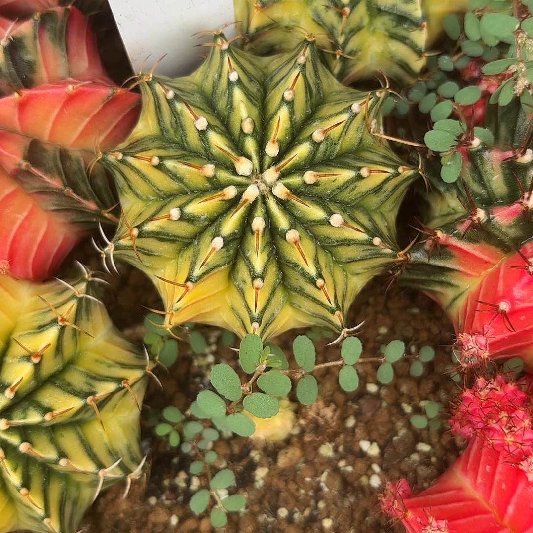 239-0709泰国发货多肉