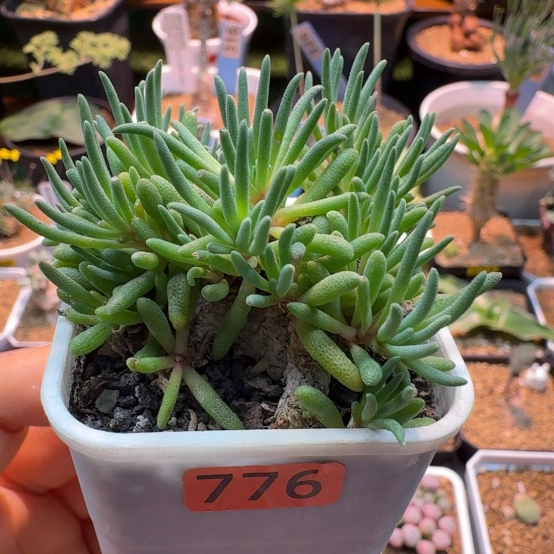 老桩晶珊瑚776 仙人掌