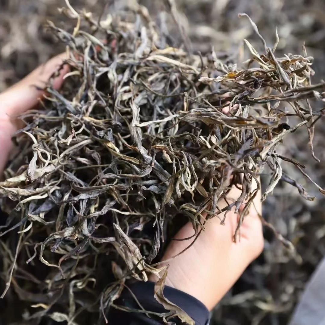 2025年大雪山 云南普洱茶 明前春头春头采