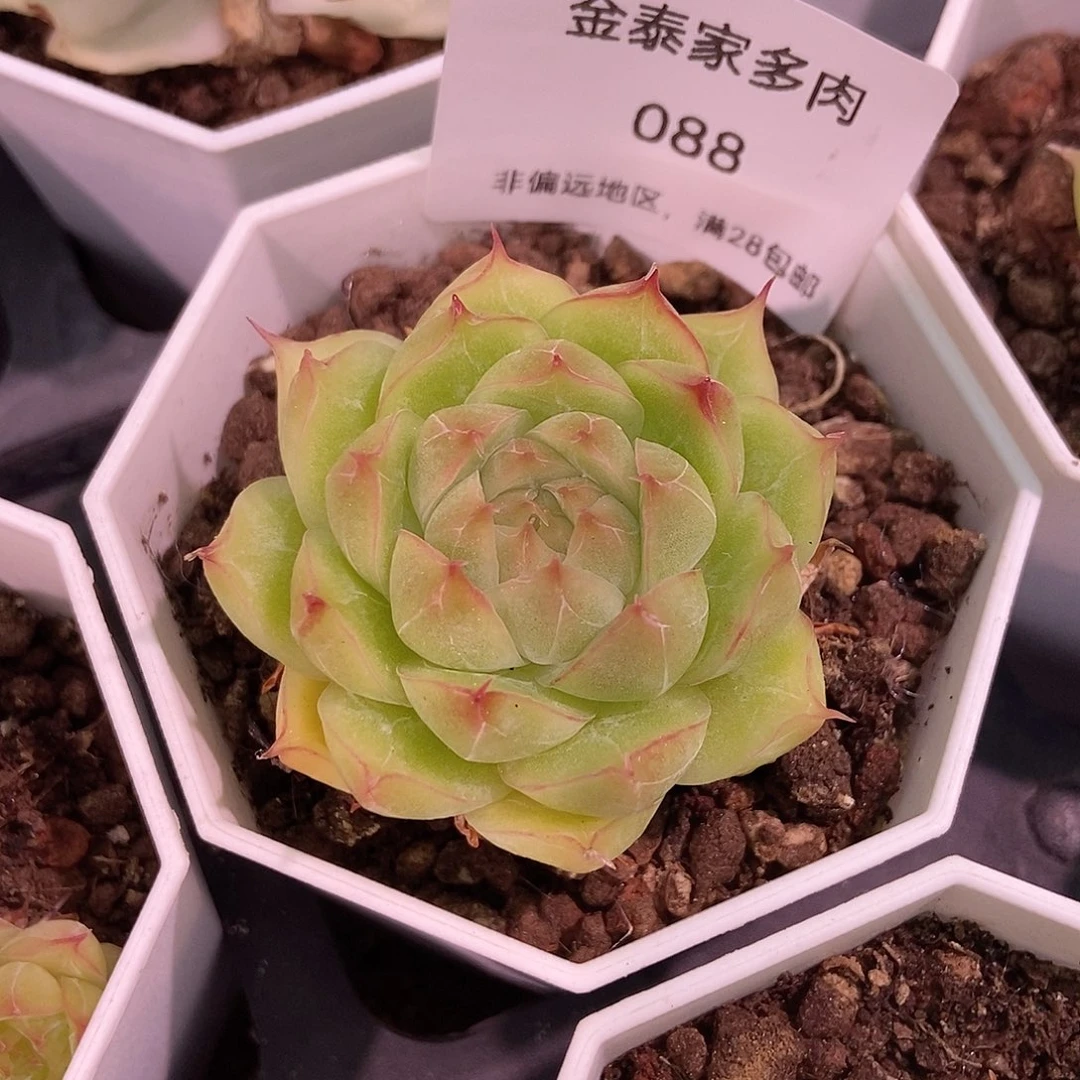 金泰家多肉，88青岚