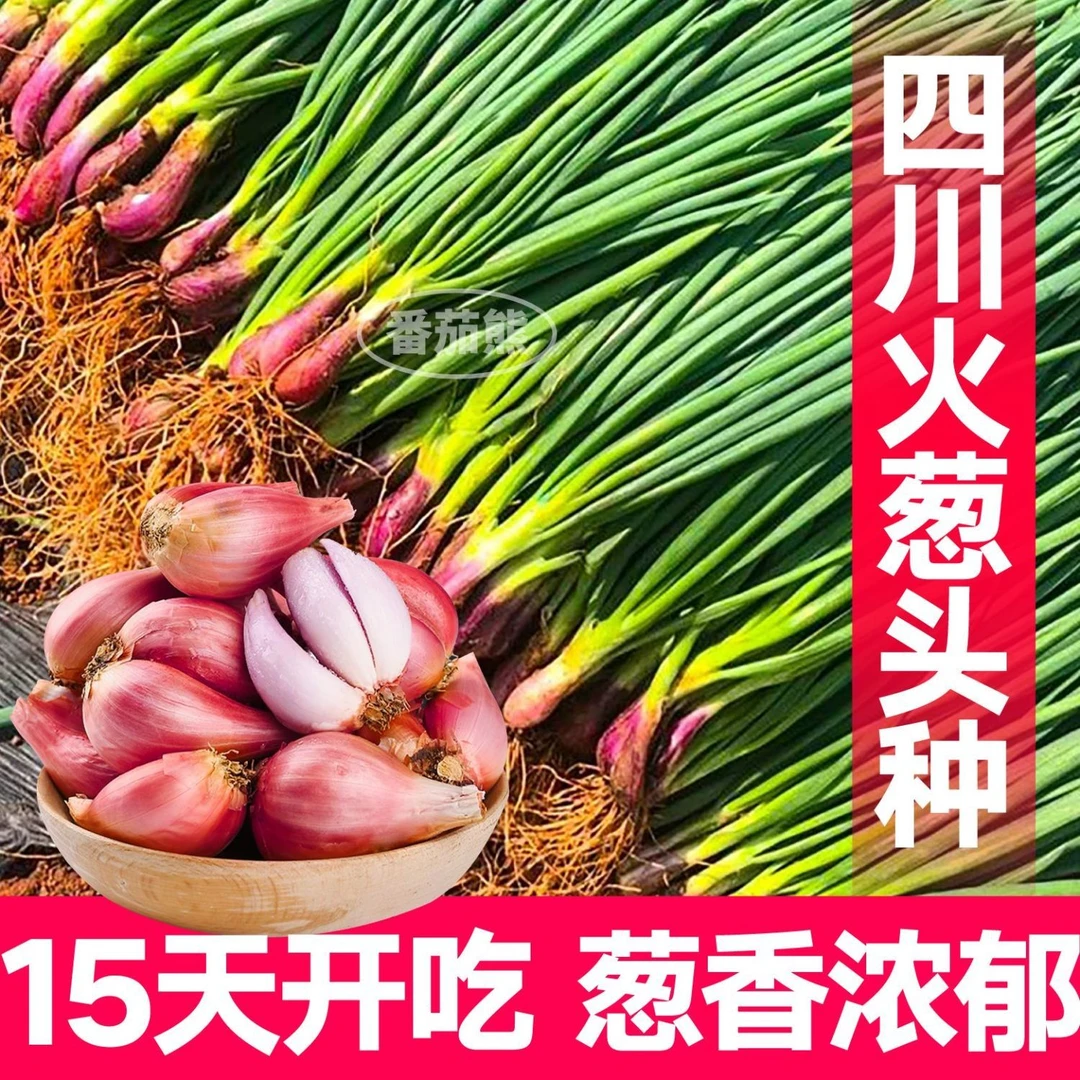 正宗四川红葱头种火葱头干葱头新鲜葱头铁葱自家种盆栽四四季葱头