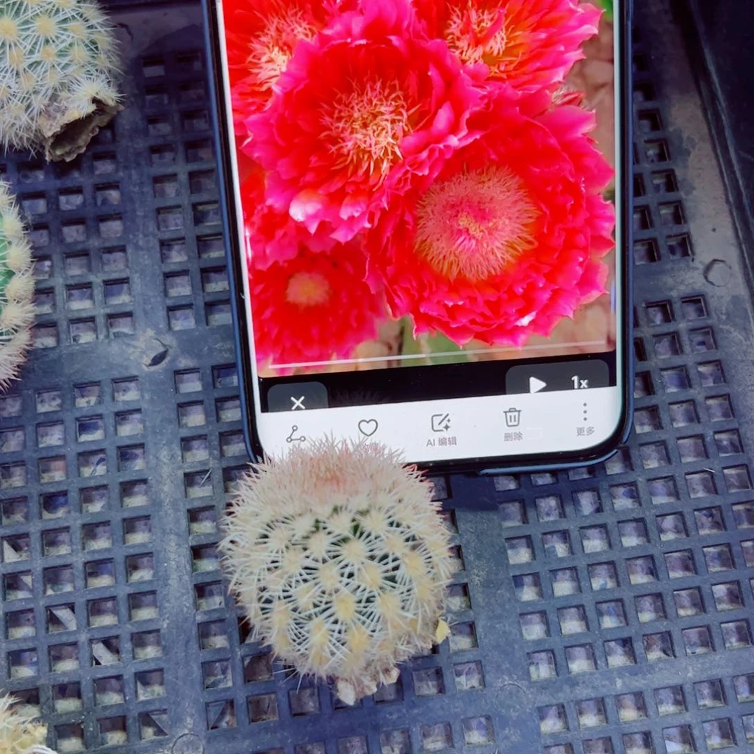 下9史蒂夫歪无根侧芽3公分左右20包邮