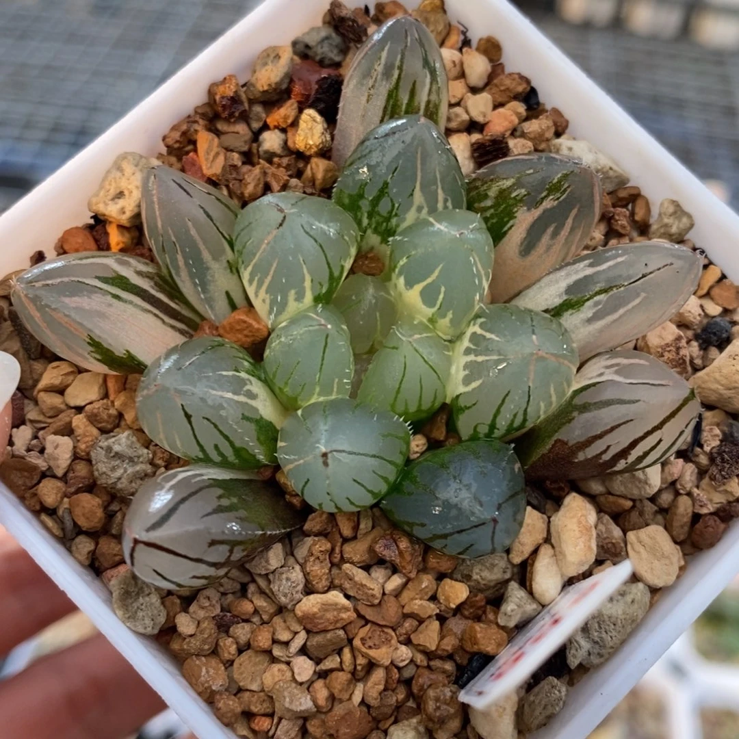 586号oh3玉露锦锦