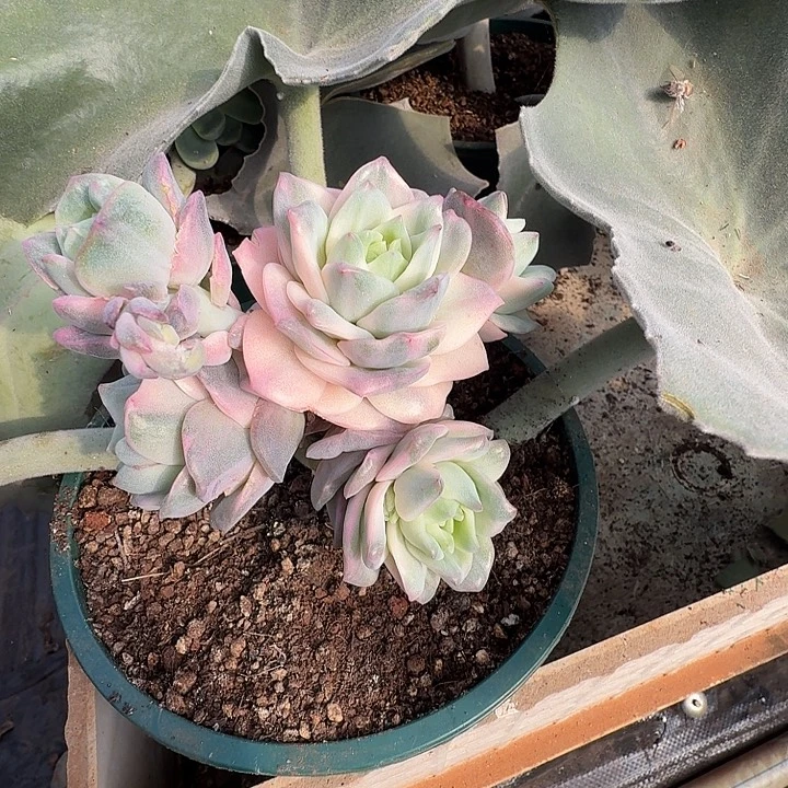 五头可爱玫瑰锦111125-301