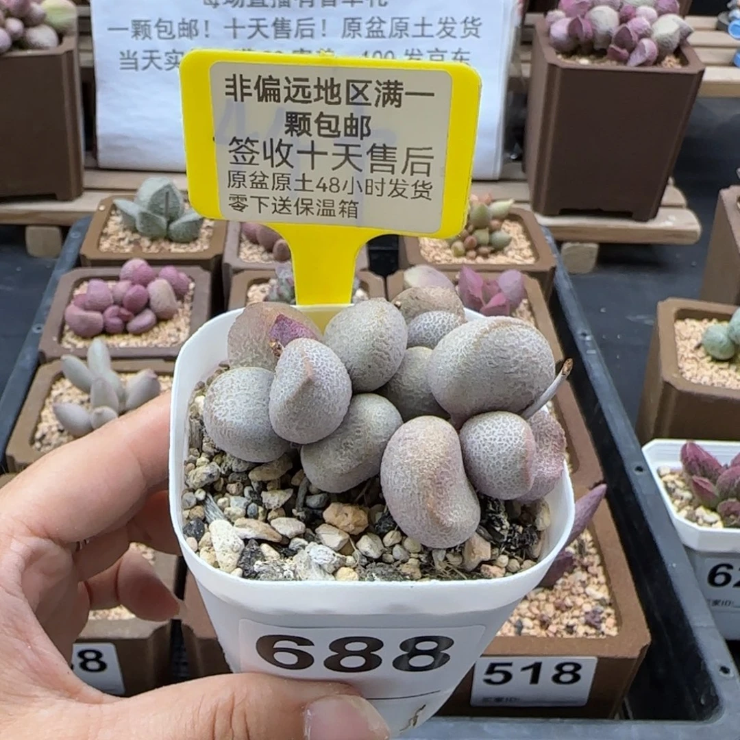 688甜心多肉植物
