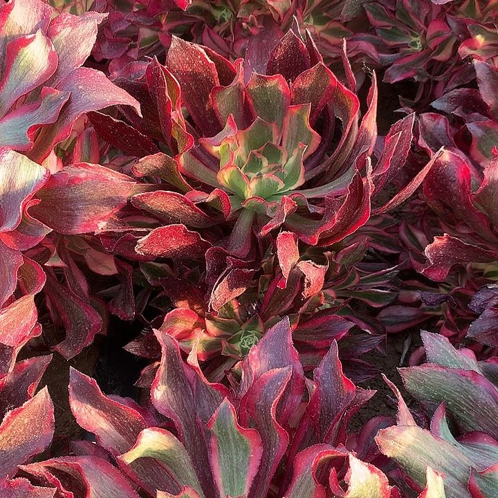 影多肉植物多肉362