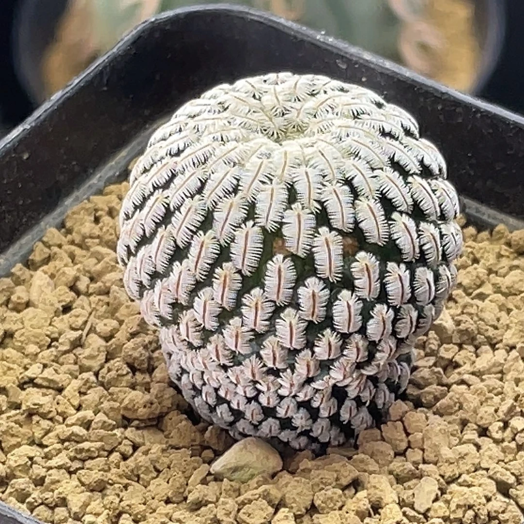 实生乳突白斜子有花苞3