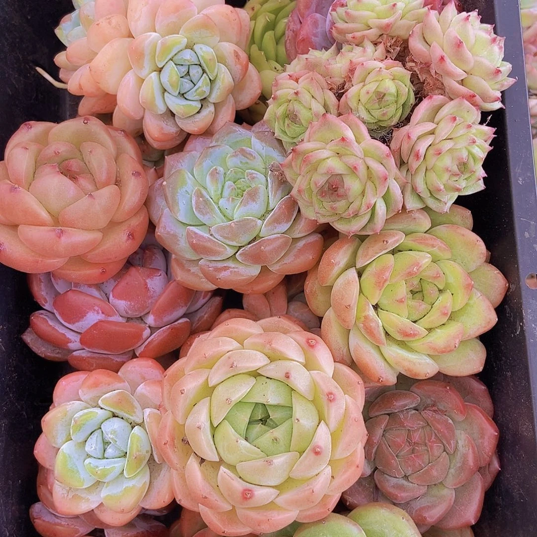 0000002量拍保底20颗，大