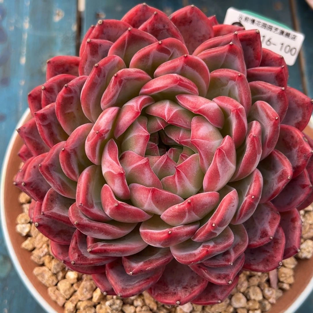 柯**团从前慢多肉精选编号0216.100