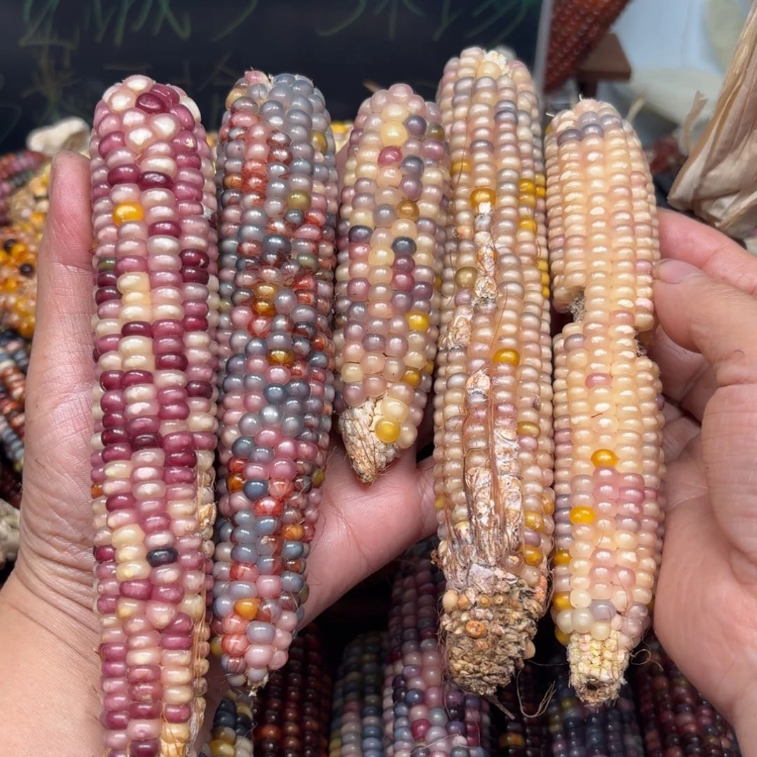 柏香籽/百香籽吊坠星****r