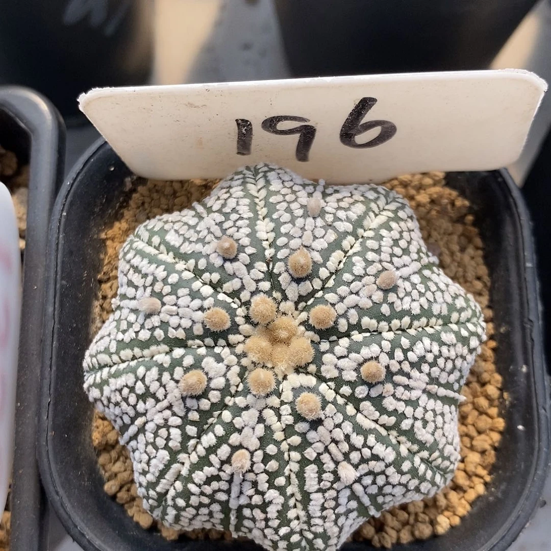 196奇迹海星系列产品