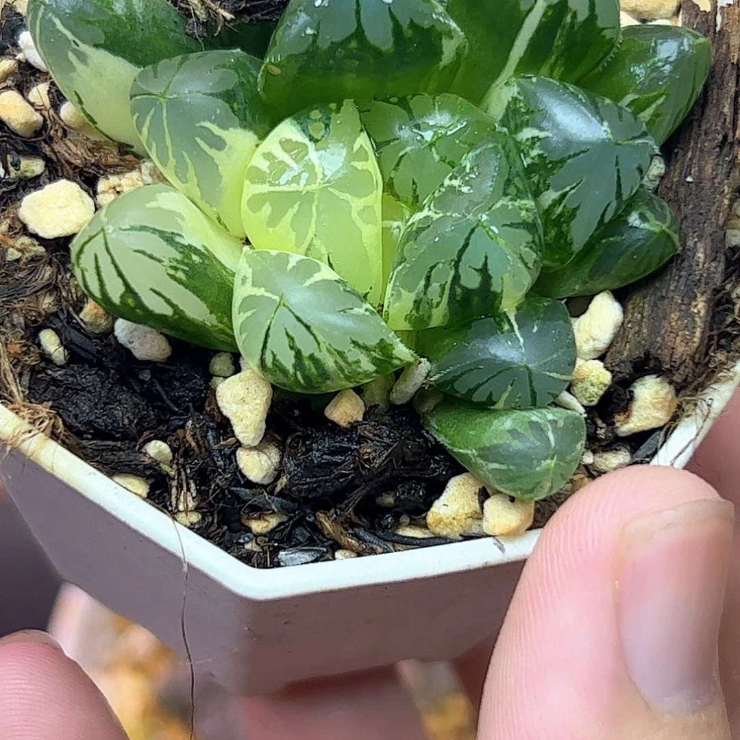 水灯锦巨大化十二卷多肉植物大战