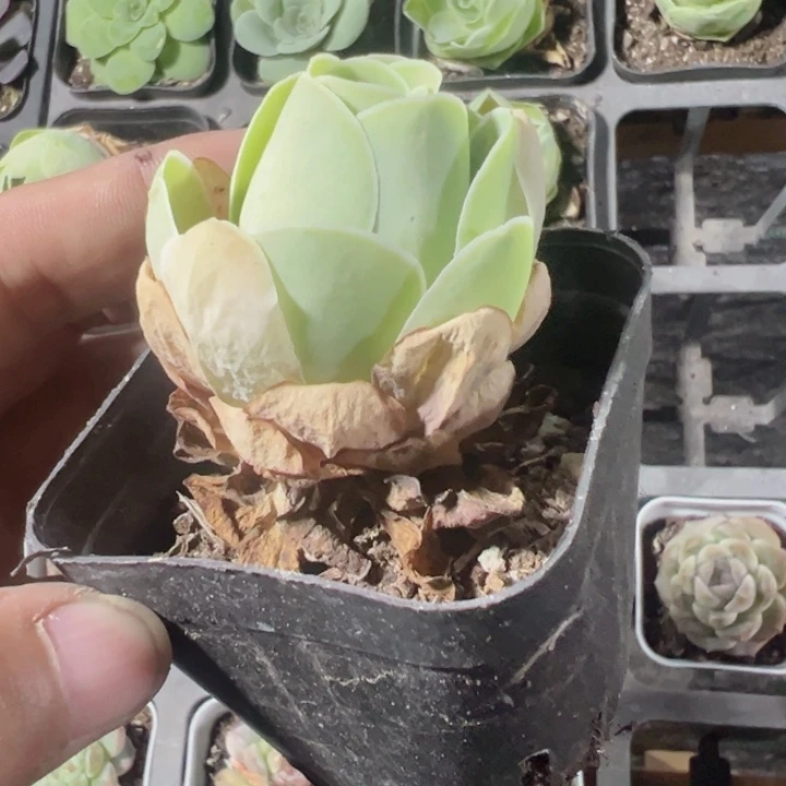 鸡蛋玫瑰精品多肉植物