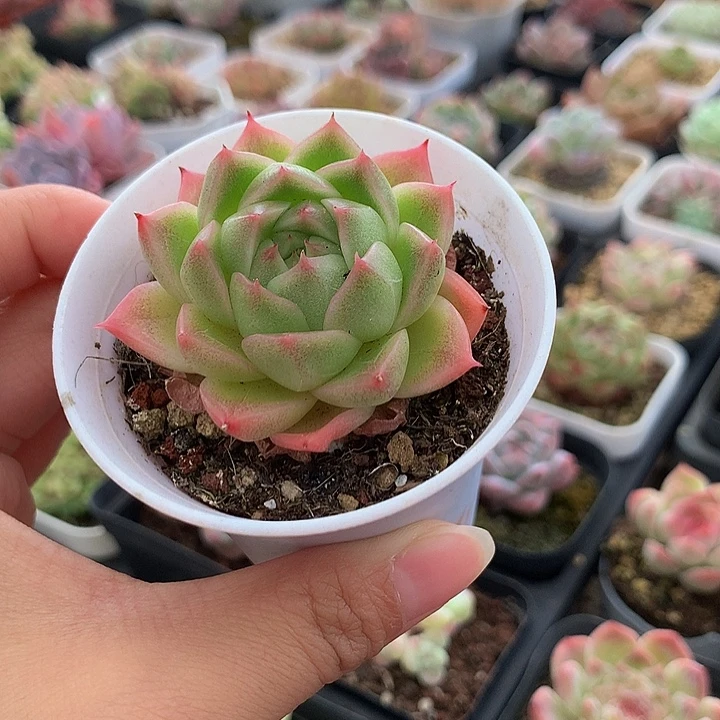 精控油包麦秆单头