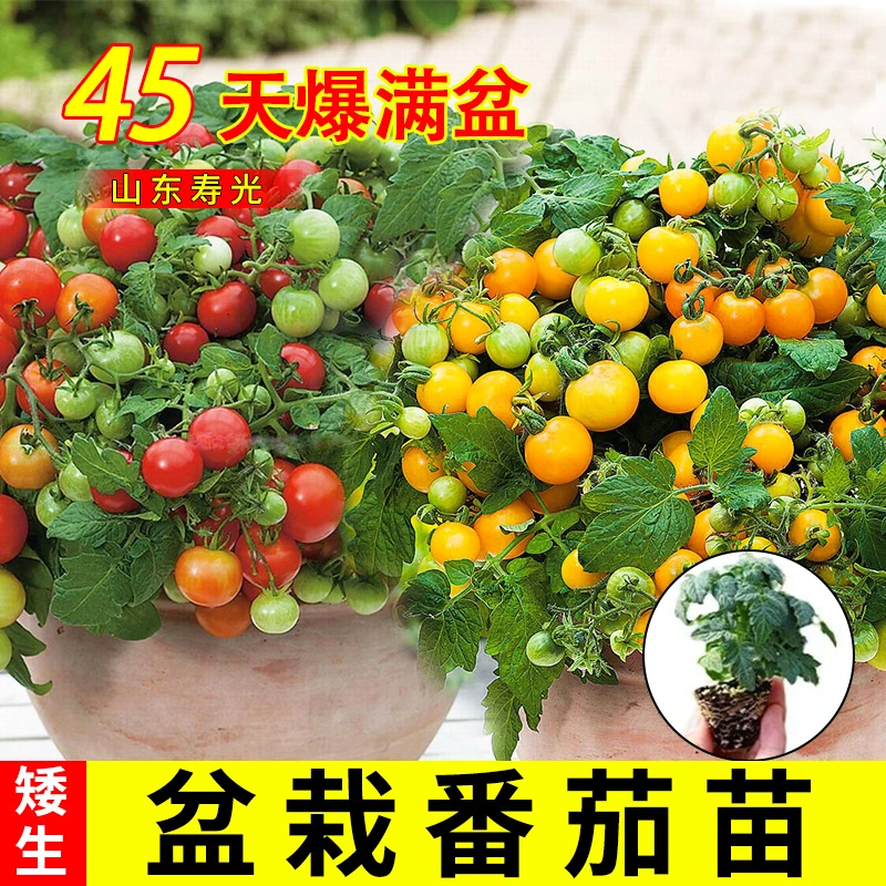 寿光盆栽矮生番茄苗小番茄苗秧圣女果小西红柿樱桃番茄阳台蔬菜苗