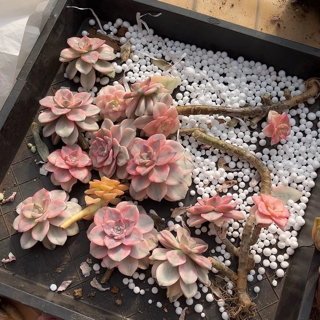 可**妈多肉植物紫乐景一堆断头65