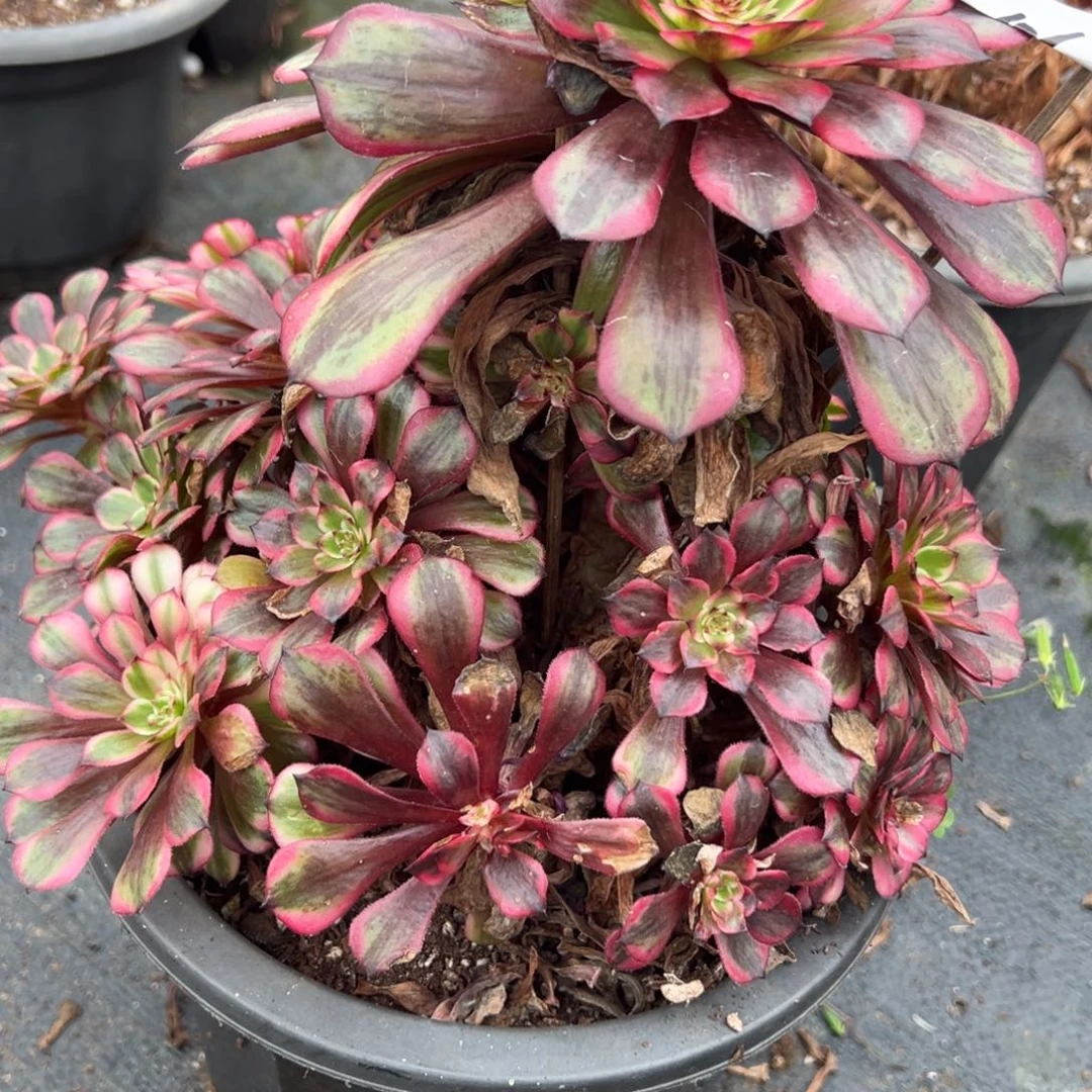 106梦境多肉嘻嘻嘻