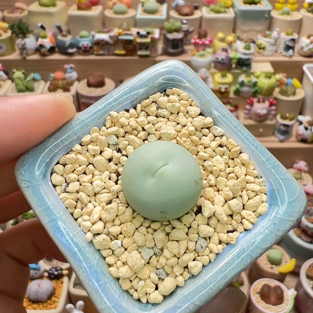 多肉植物134号鸽子蛋