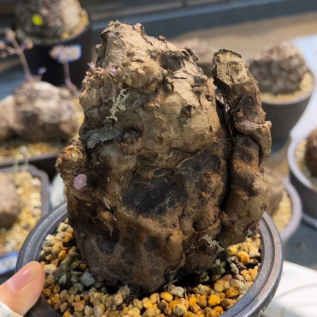 潮流植物 松鼠款 一叶龟