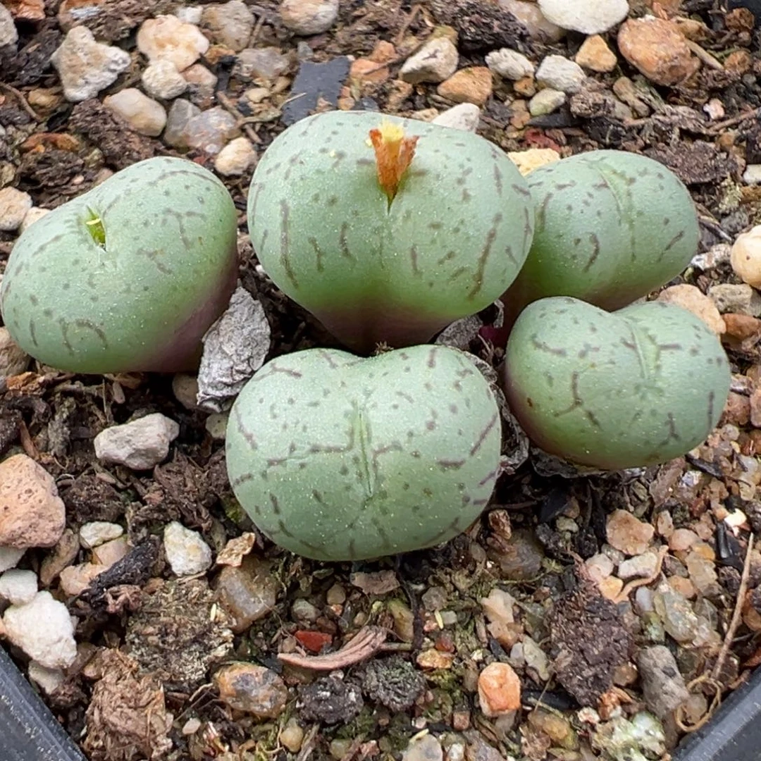 11.18好看的多肉脱土发货773