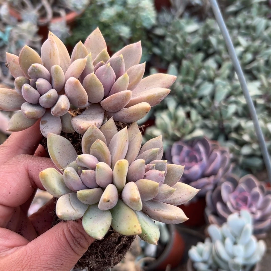 多肉植物多肉植物