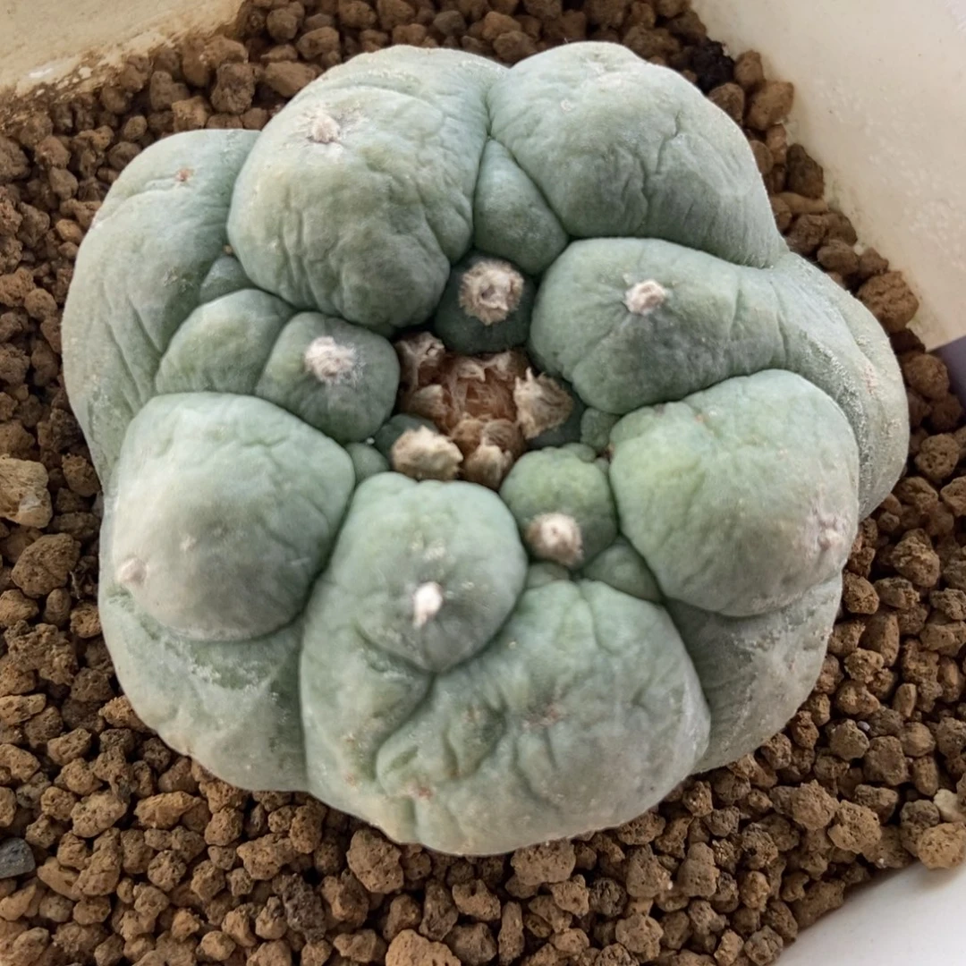 古田贝无刺仙人球开花了