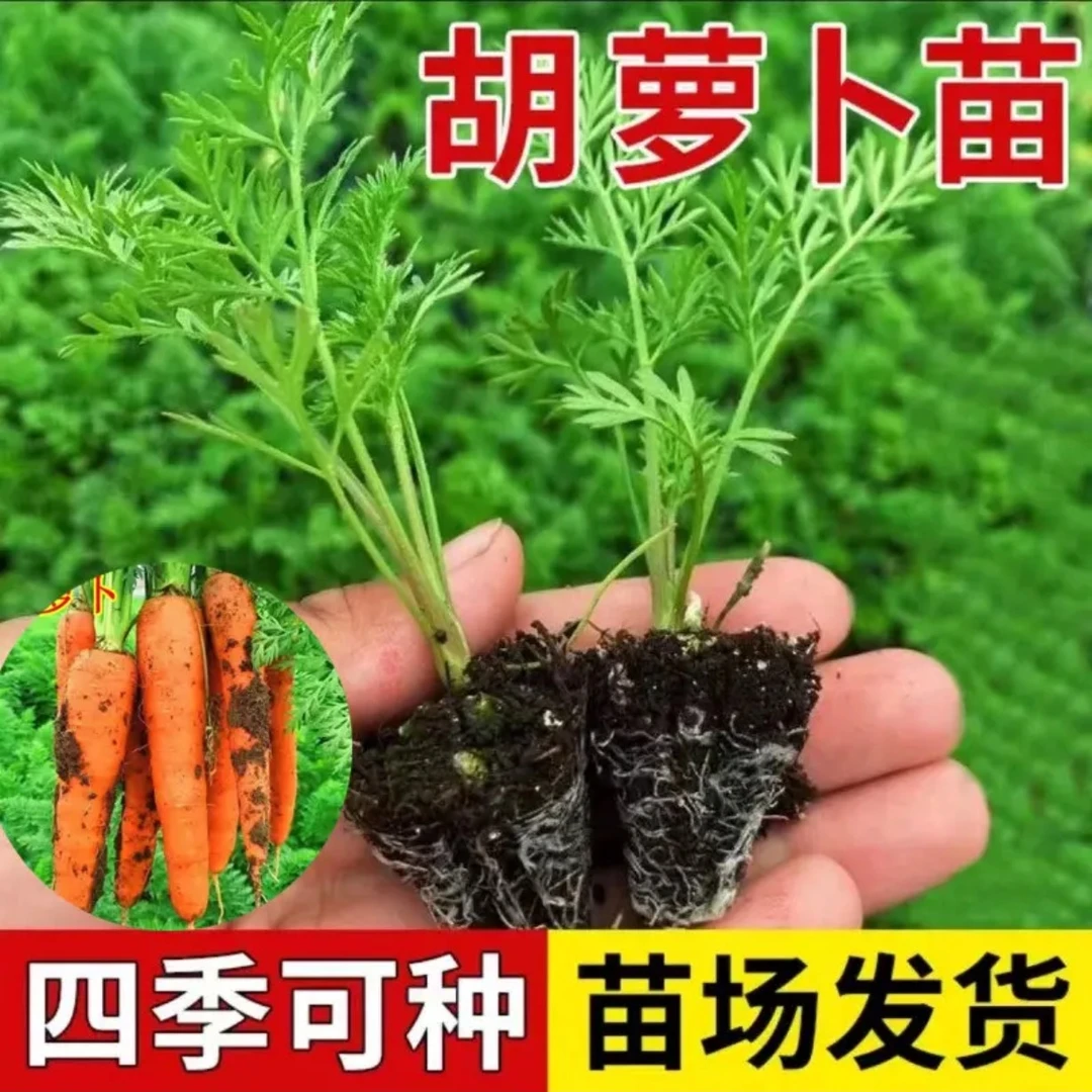 透心红胡萝卜秧苗萝卜秋播易栽养高产菜园阳台盆栽蔬菜红萝卜秧苗
