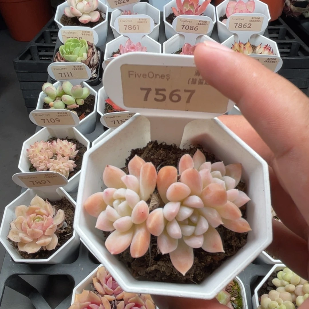 7567 白雪 5.0厘米