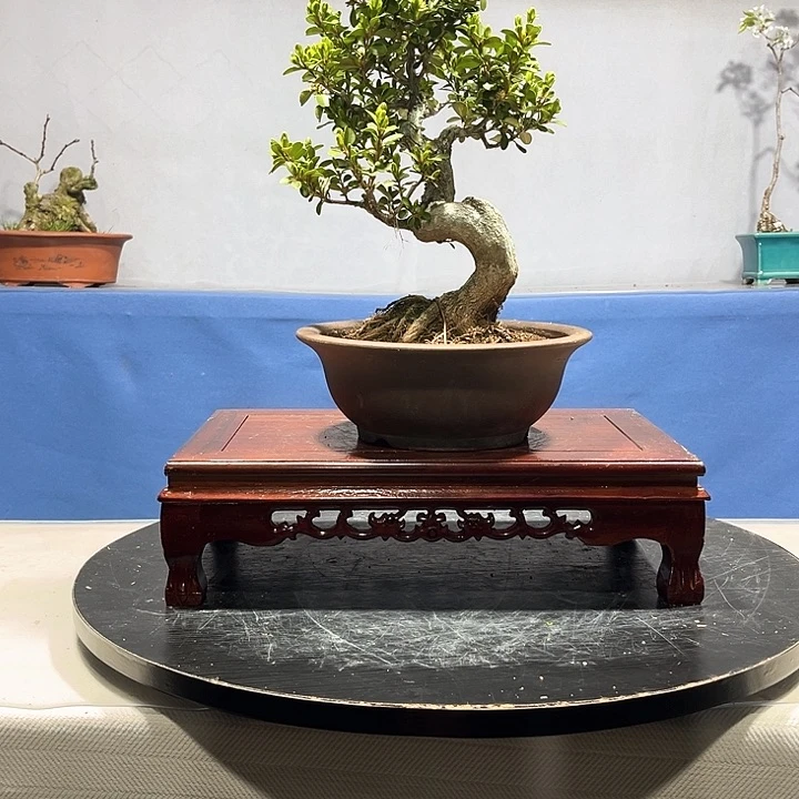 新****怪盆景植物220元