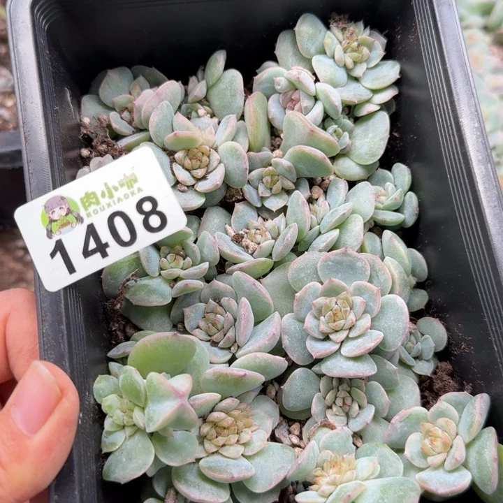 *****多肉植物多肉植物