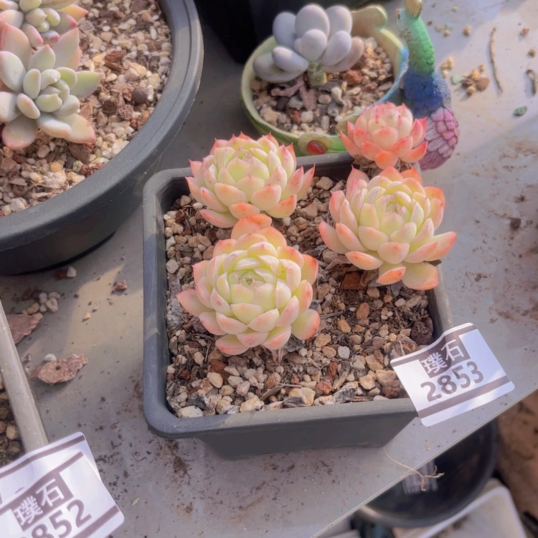 草莓冰多肉植物2853