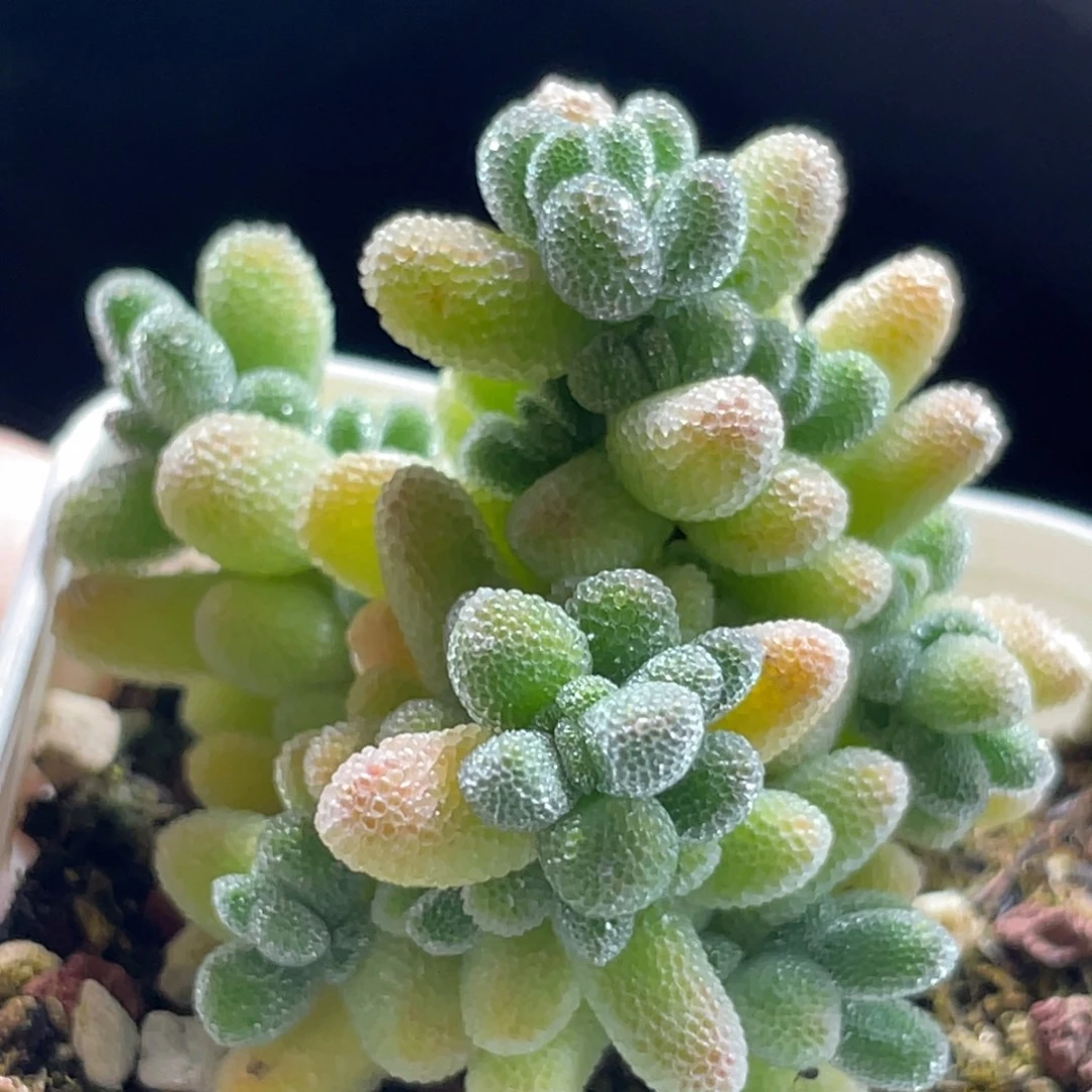 精选枝干一物一拍～10号