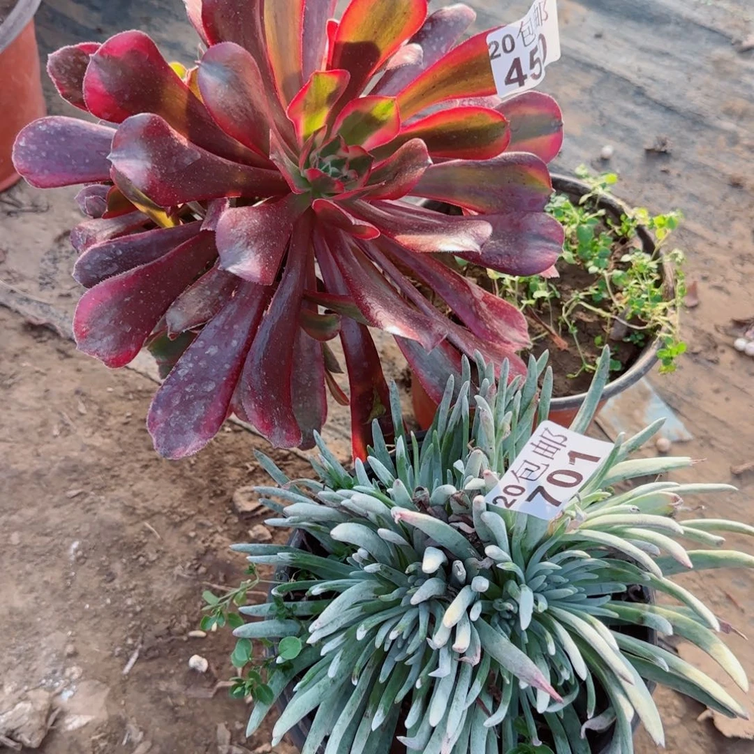 多肉450+701满20包邮断枝不包